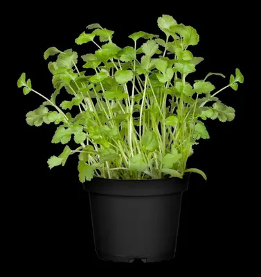 Coriandrum sativum (Koriander) 15cm - afbeelding 16