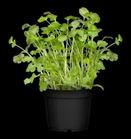 Coriandrum sativum (Koriander) 15cm - afbeelding 16
