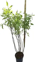 Cornus alba 'elegantissima' c7,5 h80 - afbeelding 3