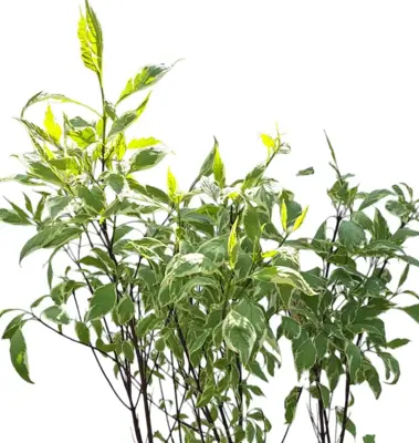 Cornus alba 'elegantissima' c7,5 h80 - afbeelding 2