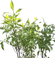 Cornus alba 'elegantissima' c7,5 h80 - afbeelding 2