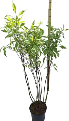 Cornus alba 'Elegantissima' (Witte kornoelje 'Elegantissima') - afbeelding 3