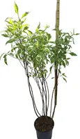 Cornus alba 'Elegantissima' (Witte kornoelje 'Elegantissima') - afbeelding 3