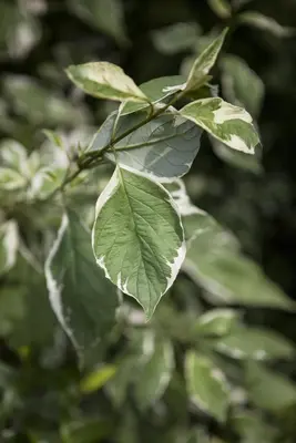 Cornus alba 'Elegantissima' (Witte kornoelje 'Elegantissima') - afbeelding 4