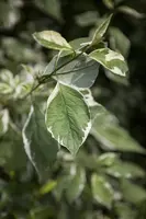 Cornus alba 'Elegantissima' (Witte kornoelje 'Elegantissima') - afbeelding 4