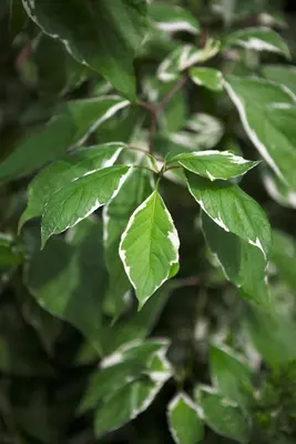 Cornus alba 'Elegantissima' (Witte kornoelje 'Elegantissima') - afbeelding 5