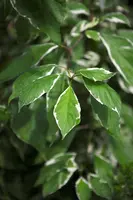 Cornus alba 'Elegantissima' (Witte kornoelje 'Elegantissima') - afbeelding 5