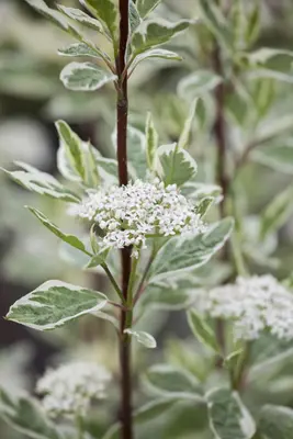 Cornus alba 'Elegantissima' (Witte kornoelje 'Elegantissima') - afbeelding 6