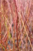 Cornus alba 'Elegantissima' (Witte kornoelje 'Elegantissima') - afbeelding 10