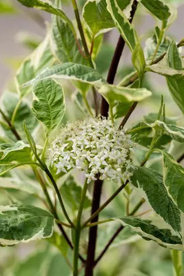 Cornus alba 'Elegantissima' (Witte kornoelje 'Elegantissima') - afbeelding 13