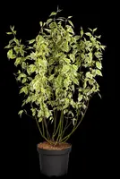 Cornus alba 'Elegantissima' (Witte kornoelje 'Elegantissima') - afbeelding 14