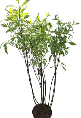 Cornus alba 'Elegantissima' (Witte kornoelje 'Elegantissima') - afbeelding 1