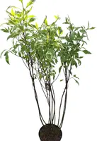 Cornus alba 'Elegantissima' (Witte kornoelje 'Elegantissima') - afbeelding 1
