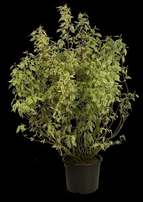 Cornus alba 'Elegantissima' (Witte kornoelje 'Elegantissima') - afbeelding 11