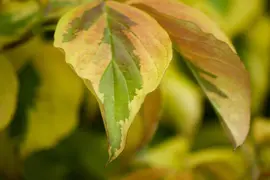 Cornus alba 'Elegantissima' (Witte kornoelje 'Elegantissima') - afbeelding 15