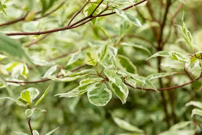 Cornus alba 'Elegantissima' (Witte kornoelje 'Elegantissima') - afbeelding 8