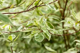 Cornus alba 'Elegantissima' (Witte kornoelje 'Elegantissima') - afbeelding 8