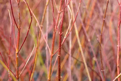 Cornus alba 'Elegantissima' (Witte kornoelje 'Elegantissima') - afbeelding 9