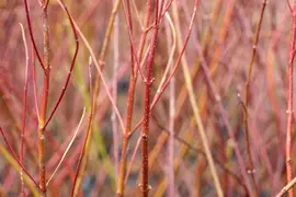Cornus alba 'Elegantissima' (Witte kornoelje 'Elegantissima') - afbeelding 9