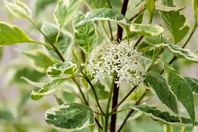 Cornus alba 'Elegantissima' (Witte kornoelje 'Elegantissima') - afbeelding 12