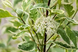 Cornus alba 'Elegantissima' (Witte kornoelje 'Elegantissima') - afbeelding 12