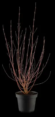 Cornus alba 'Miracle' (Witte kornoelje 'Miracle') - afbeelding 1