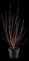 Cornus alba 'Miracle' (Witte kornoelje 'Miracle') - afbeelding 1