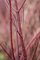 Cornus alba 'Miracle' (Witte kornoelje 'Miracle') - afbeelding 5