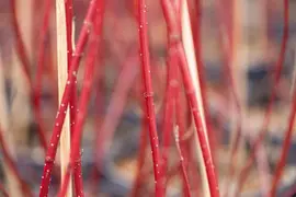 Cornus alba 'Miracle' (Witte kornoelje 'Miracle') - afbeelding 2