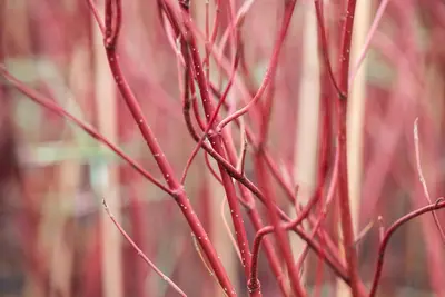 Cornus alba 'Miracle' (Witte kornoelje 'Miracle') - afbeelding 3