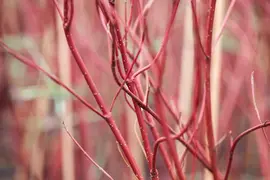 Cornus alba 'Miracle' (Witte kornoelje 'Miracle') - afbeelding 3