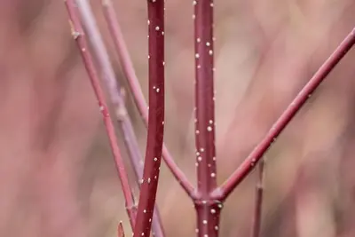 Cornus alba 'Miracle' (Witte kornoelje 'Miracle') - afbeelding 4