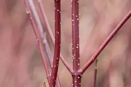 Cornus alba 'Miracle' (Witte kornoelje 'Miracle') - afbeelding 4