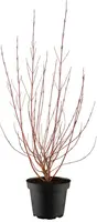 Cornus alba 'Miracle' (Witte kornoelje 'Miracle') - afbeelding 1