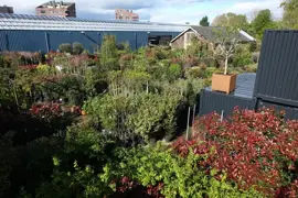 Cornus alba 'Sibirica' (Witte kornoelje) 80cm - afbeelding 6