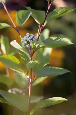 Cornus alba 'Sibirica' (Witte kornoelje) 80cm - afbeelding 5