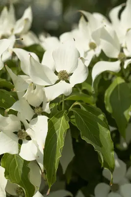 Cornus kousa chinensis 'Milky Way' (Japanse grootbloemige kornoelje 'Milky Way') - afbeelding 13