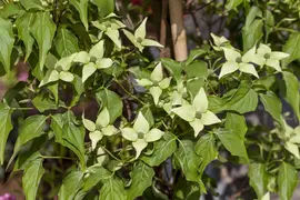 Cornus kousa chinensis 'Milky Way' (Japanse grootbloemige kornoelje 'Milky Way') - afbeelding 1