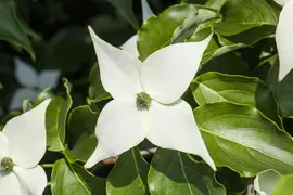 Cornus kousa chinensis 'Milky Way' (Japanse grootbloemige kornoelje 'Milky Way') - afbeelding 2