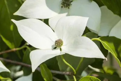 Cornus kousa chinensis 'Milky Way' (Japanse grootbloemige kornoelje 'Milky Way') - afbeelding 3