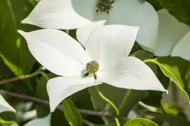 Cornus kousa chinensis 'Milky Way' (Japanse grootbloemige kornoelje 'Milky Way') - afbeelding 3