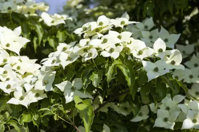 Cornus kousa chinensis 'Milky Way' (Japanse grootbloemige kornoelje 'Milky Way') - afbeelding 4