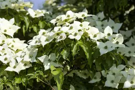 Cornus kousa chinensis 'Milky Way' (Japanse grootbloemige kornoelje 'Milky Way') - afbeelding 4