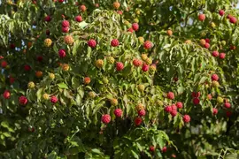 Cornus kousa chinensis 'Milky Way' (Japanse grootbloemige kornoelje 'Milky Way') - afbeelding 6