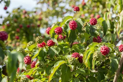 Cornus kousa chinensis 'Milky Way' (Japanse grootbloemige kornoelje 'Milky Way') - afbeelding 7