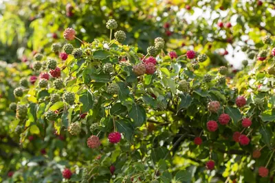 Cornus kousa chinensis 'Milky Way' (Japanse grootbloemige kornoelje 'Milky Way') - afbeelding 9