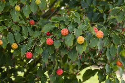 Cornus kousa chinensis 'Milky Way' (Japanse grootbloemige kornoelje 'Milky Way') - afbeelding 10