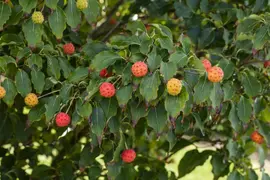 Cornus kousa chinensis 'Milky Way' (Japanse grootbloemige kornoelje 'Milky Way') - afbeelding 10