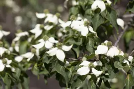 Cornus kousa chinensis 'Milky Way' (Japanse grootbloemige kornoelje 'Milky Way') - afbeelding 12