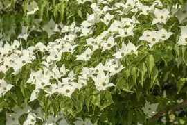 Cornus kousa chinensis 'Milky Way' (Japanse grootbloemige kornoelje 'Milky Way') - afbeelding 14